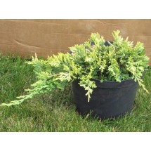 Можжевельник стелющийся